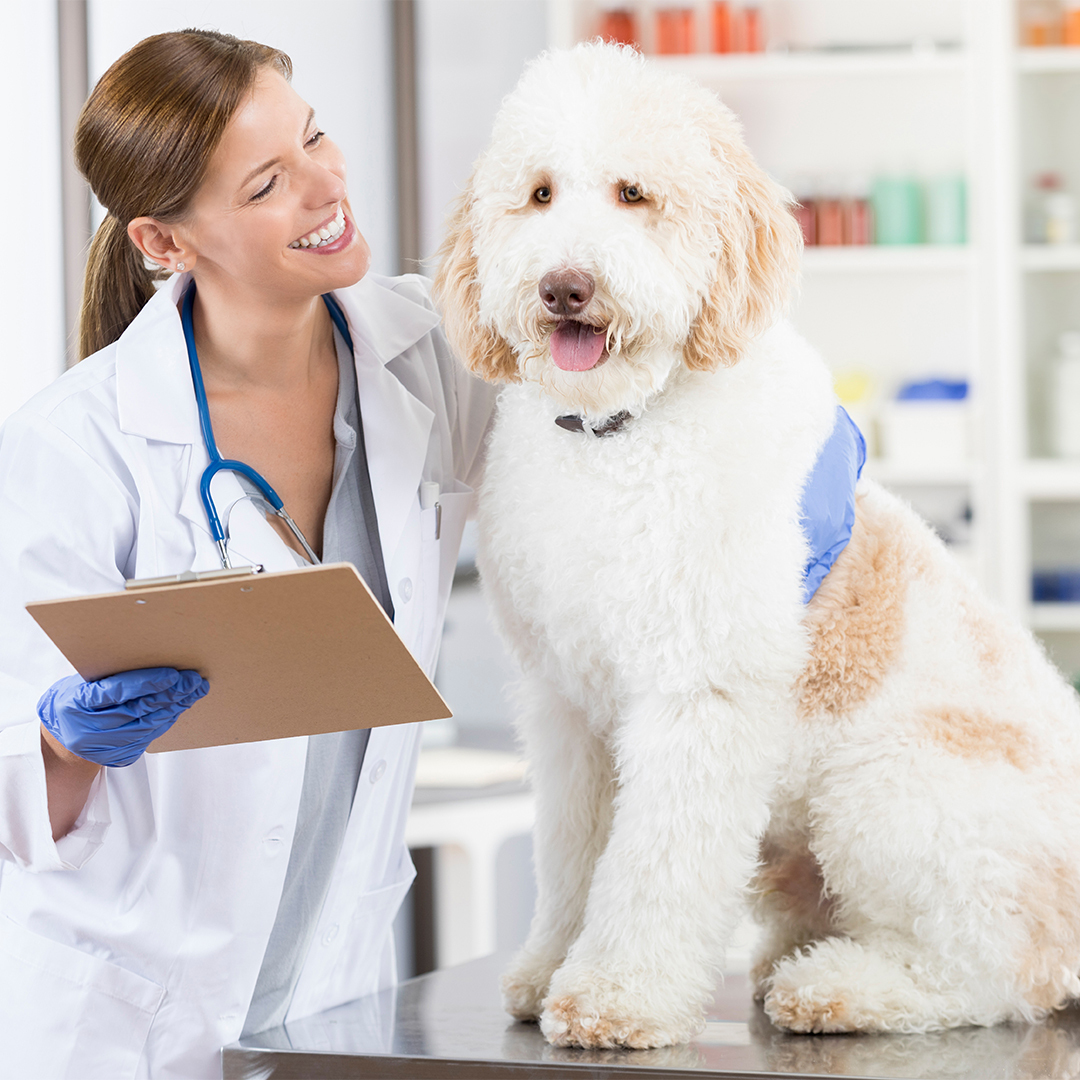 Don’t Let Vet Bills Break The Bank